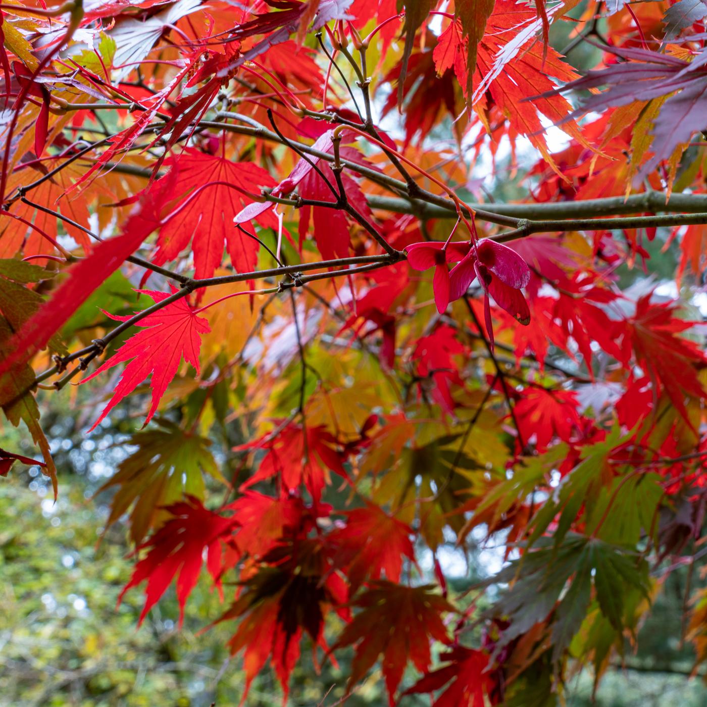Japanese maple branches in scarlet, orange, and green with pink winged seed pods