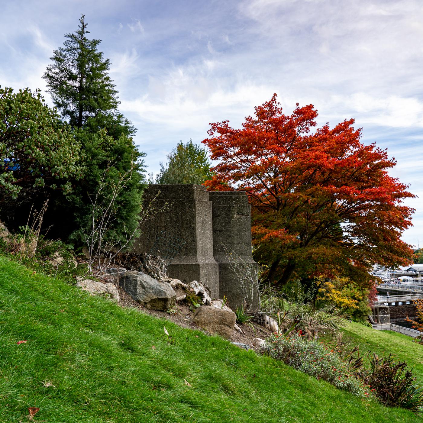 A vivid red Japanese maple beside weathered concrete pillars above a canal lock