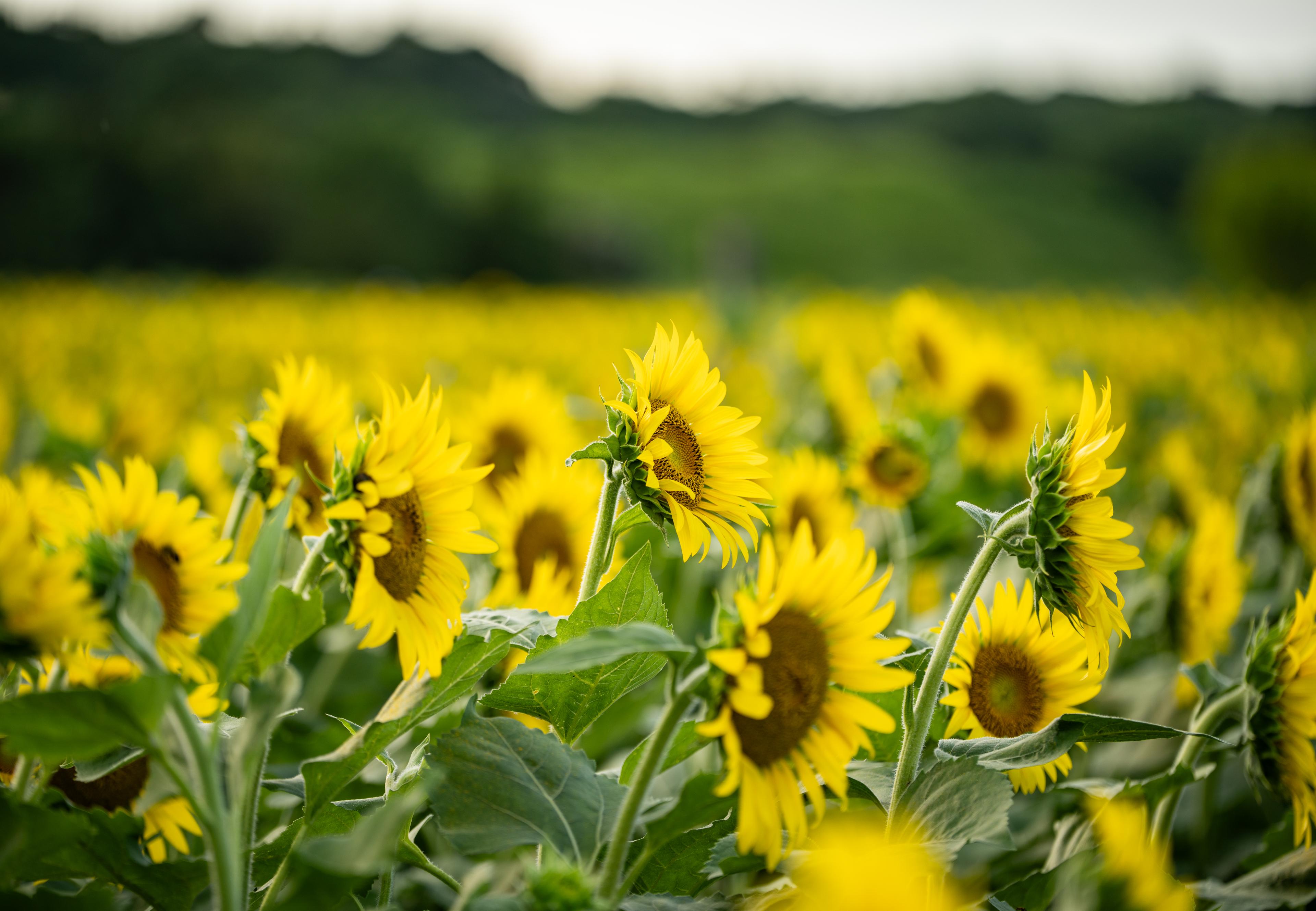 Sunflower field