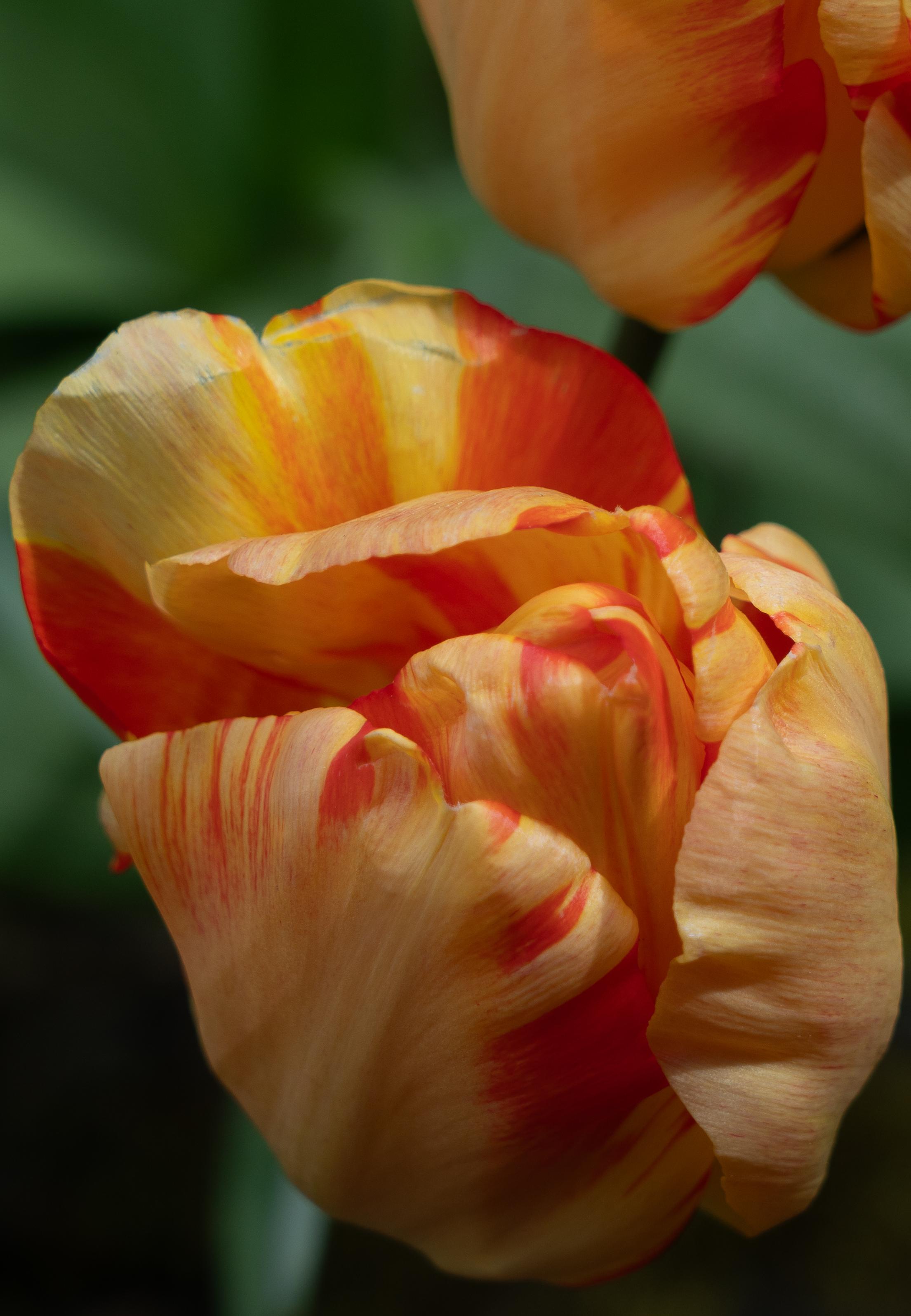 a verigated orange tulip bloom with red stripes