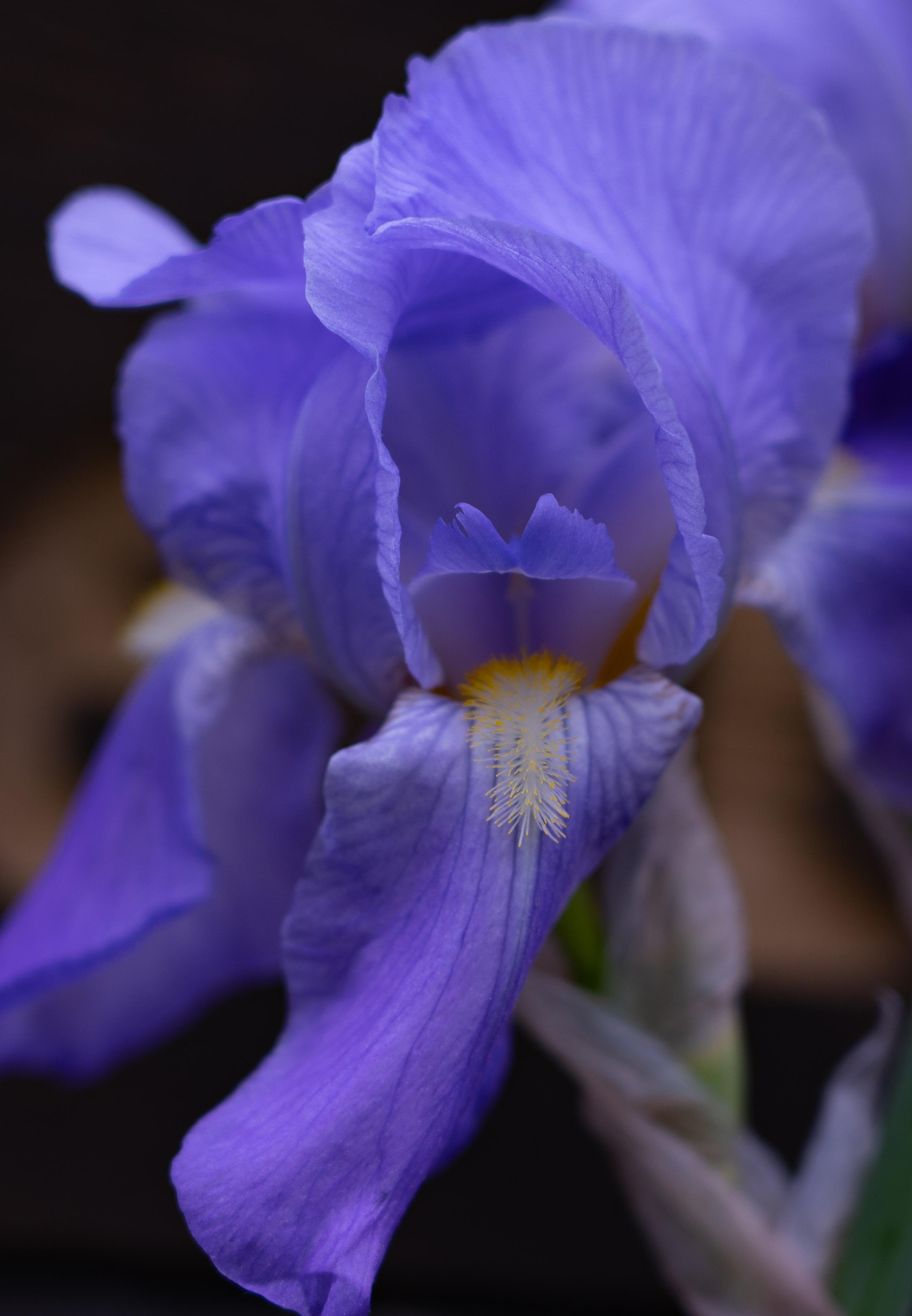 Extreme closeup of a purple bearded iris. Purple flower with a burst of yellow in the middle