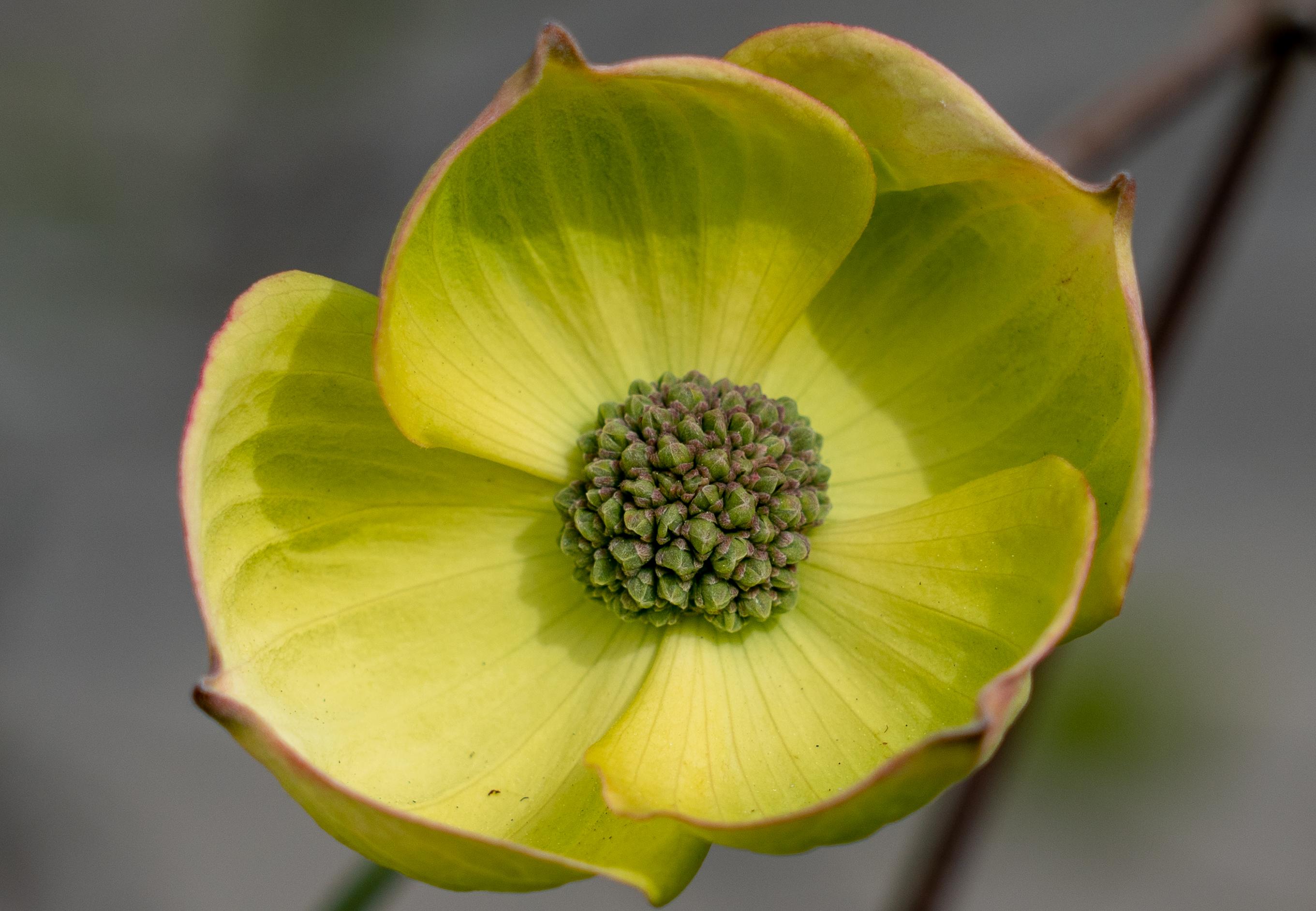 extreme closeup of a dogwood blossom