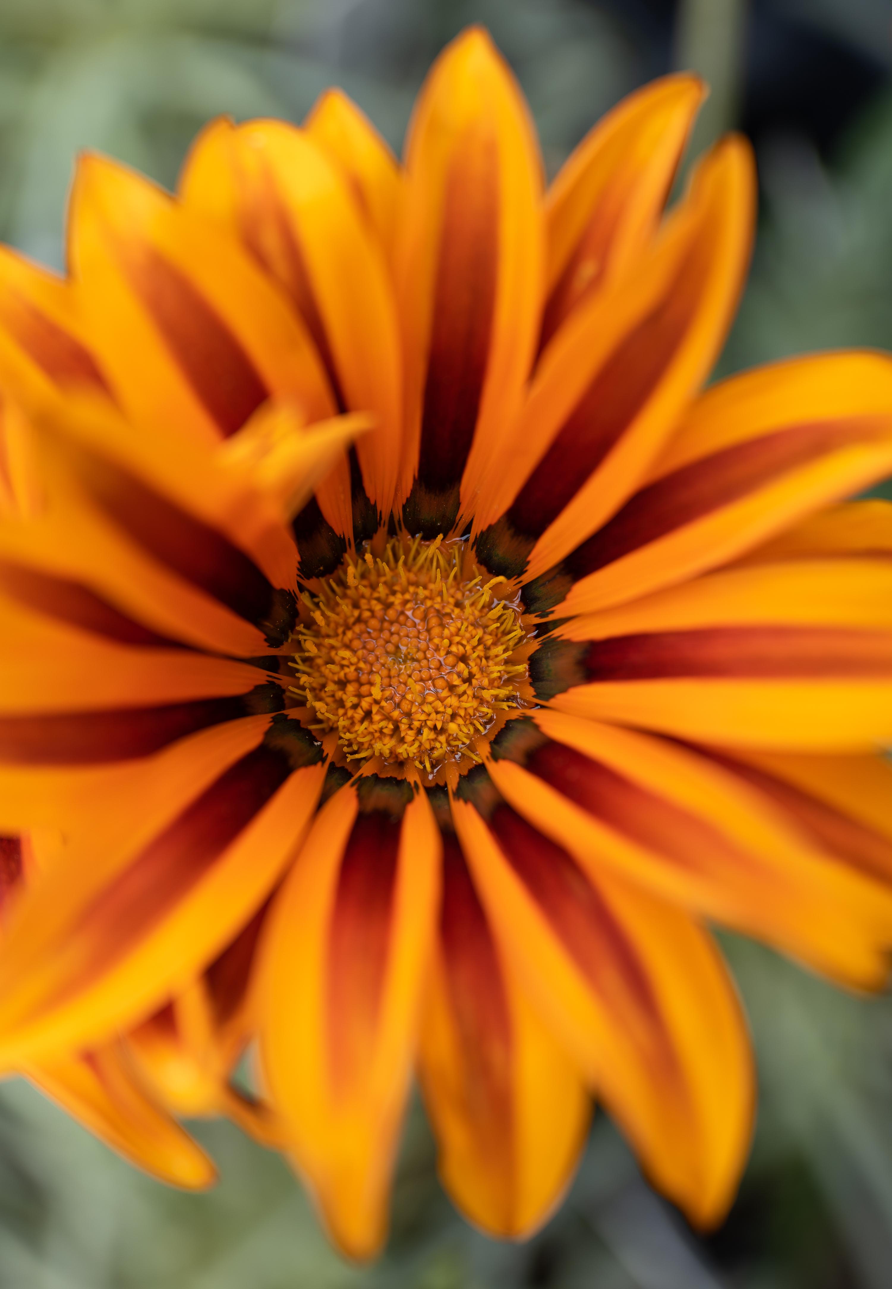 Bright Orange and Maroon Flower