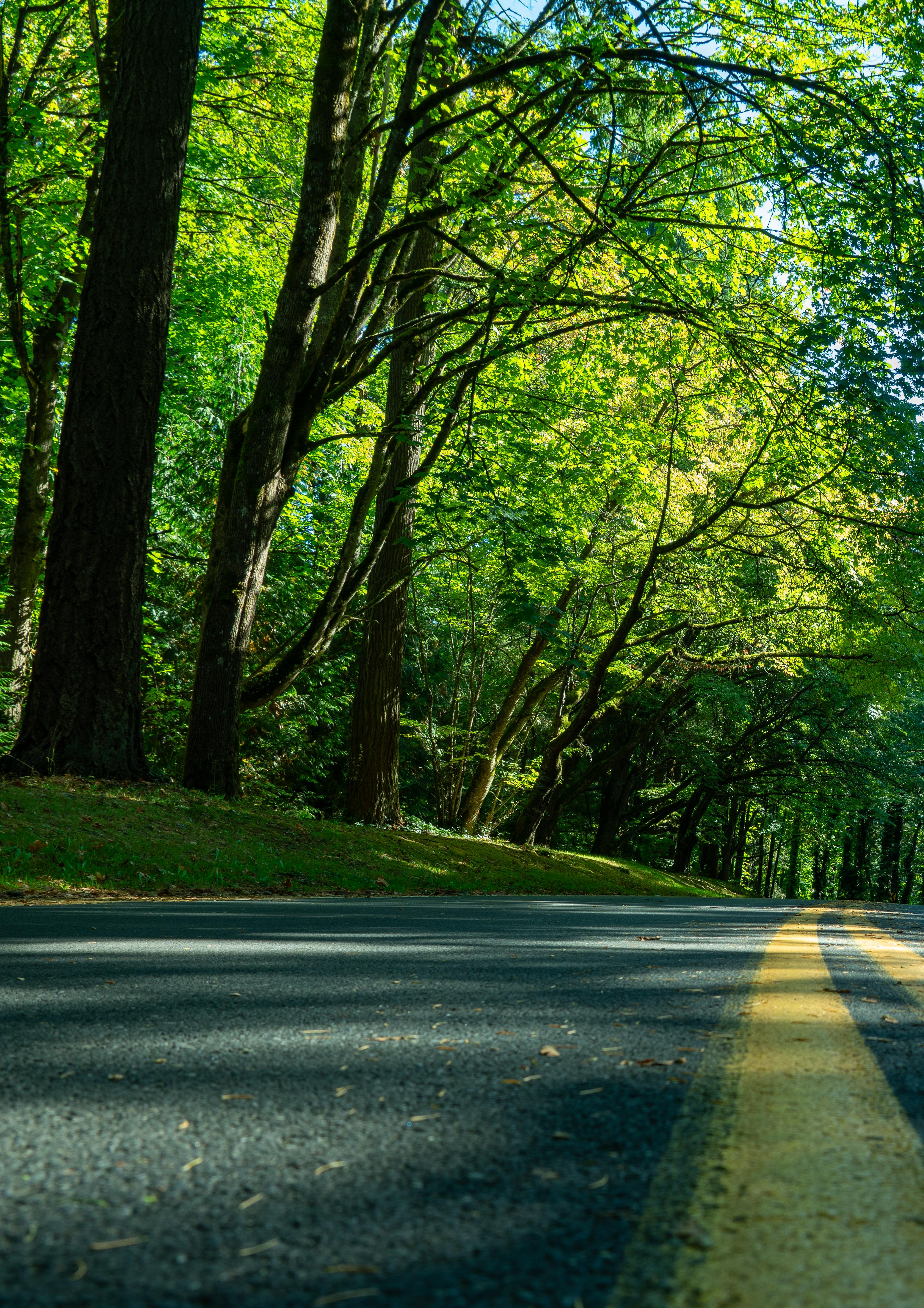 a photo taken from the middle of the road with trees almost blocking out the sky