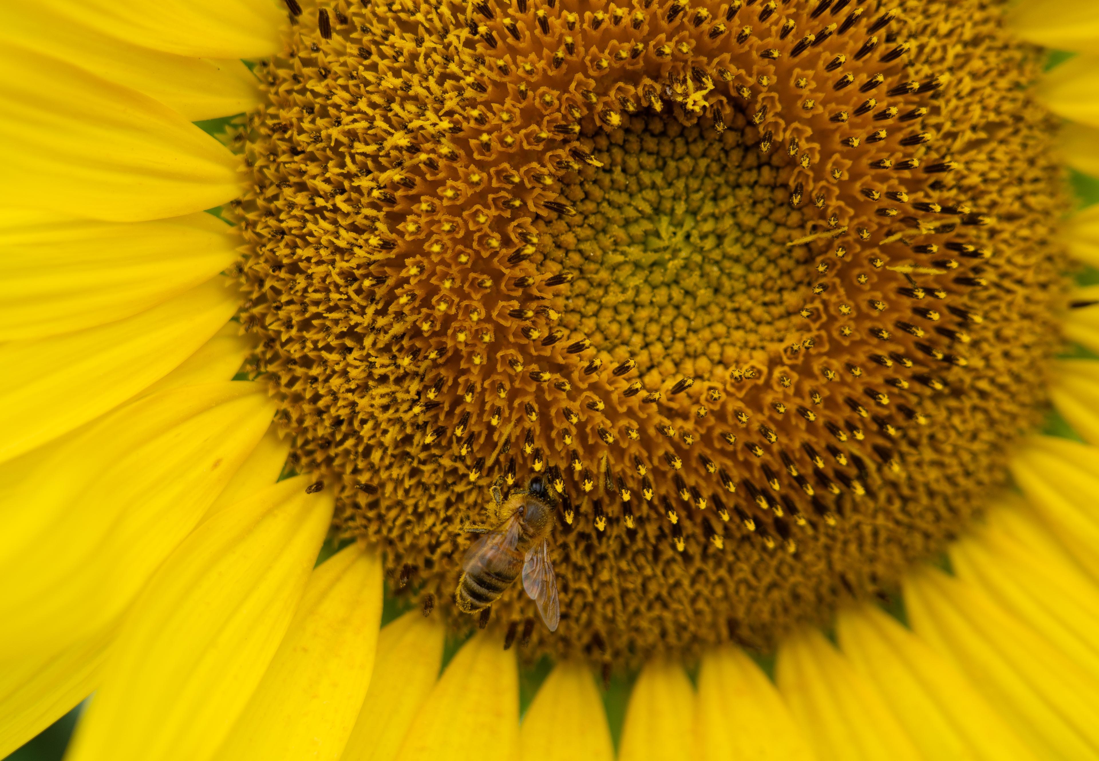 Extreme closup of a sunflower with a honeybee covered in pollen