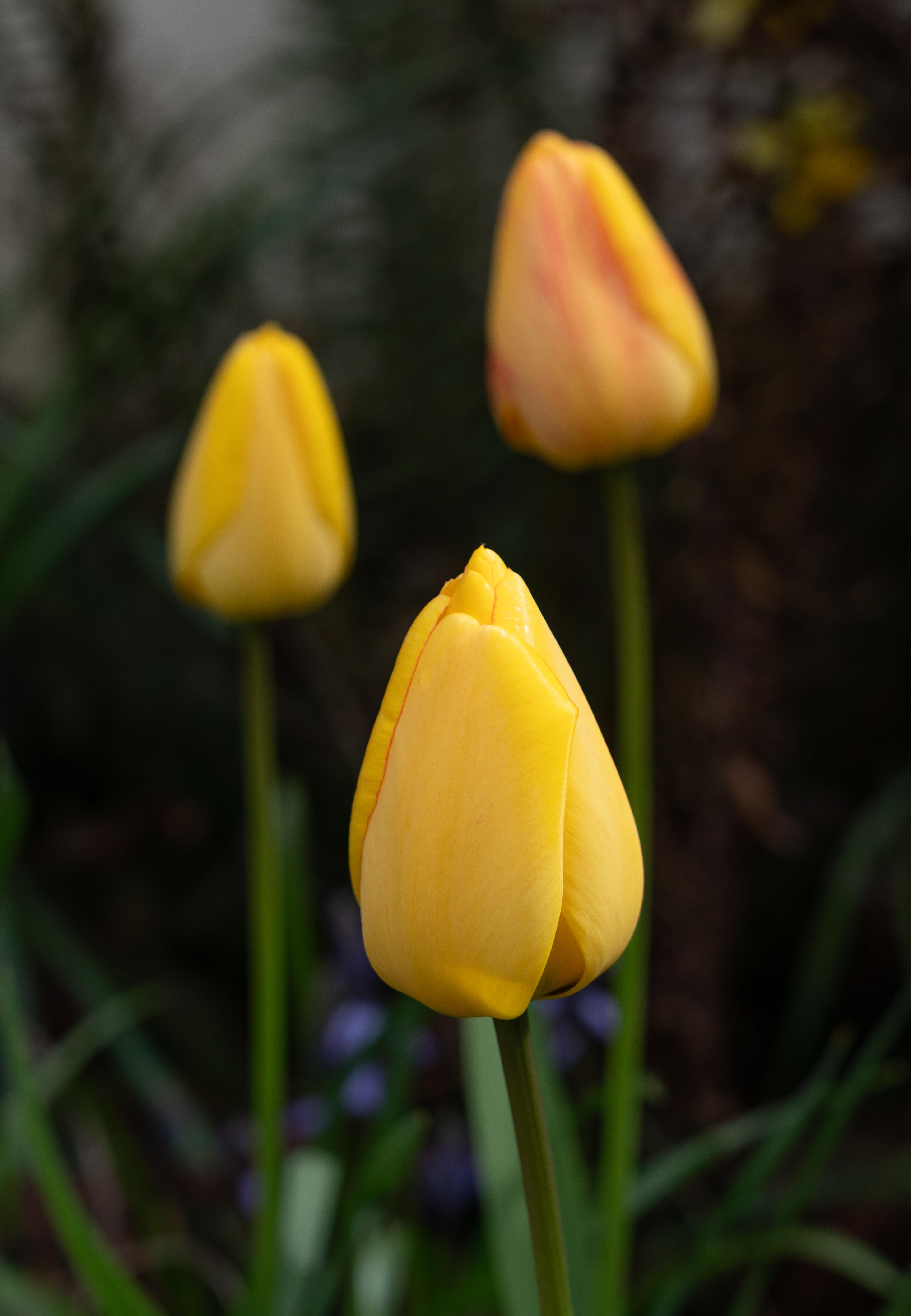 Three golden tulips, only one is in focus