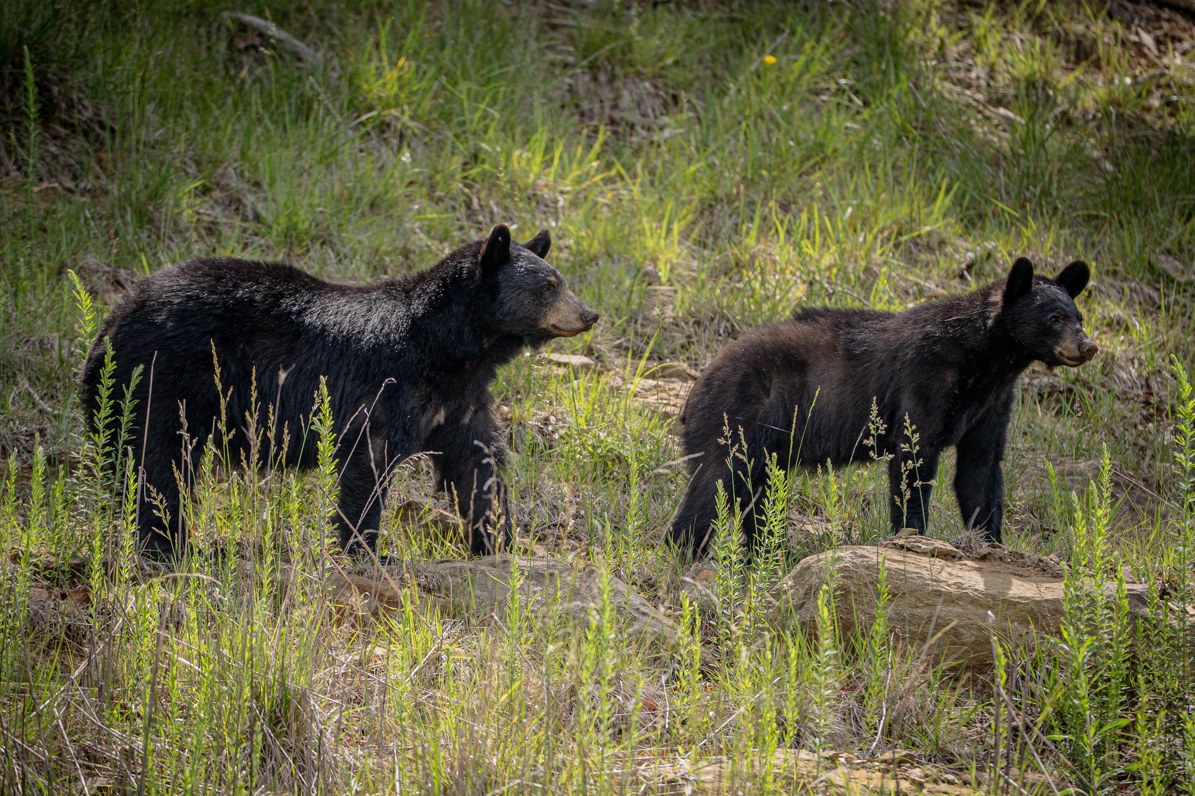 A mother bear and a juvenile looking off to the right of the frame