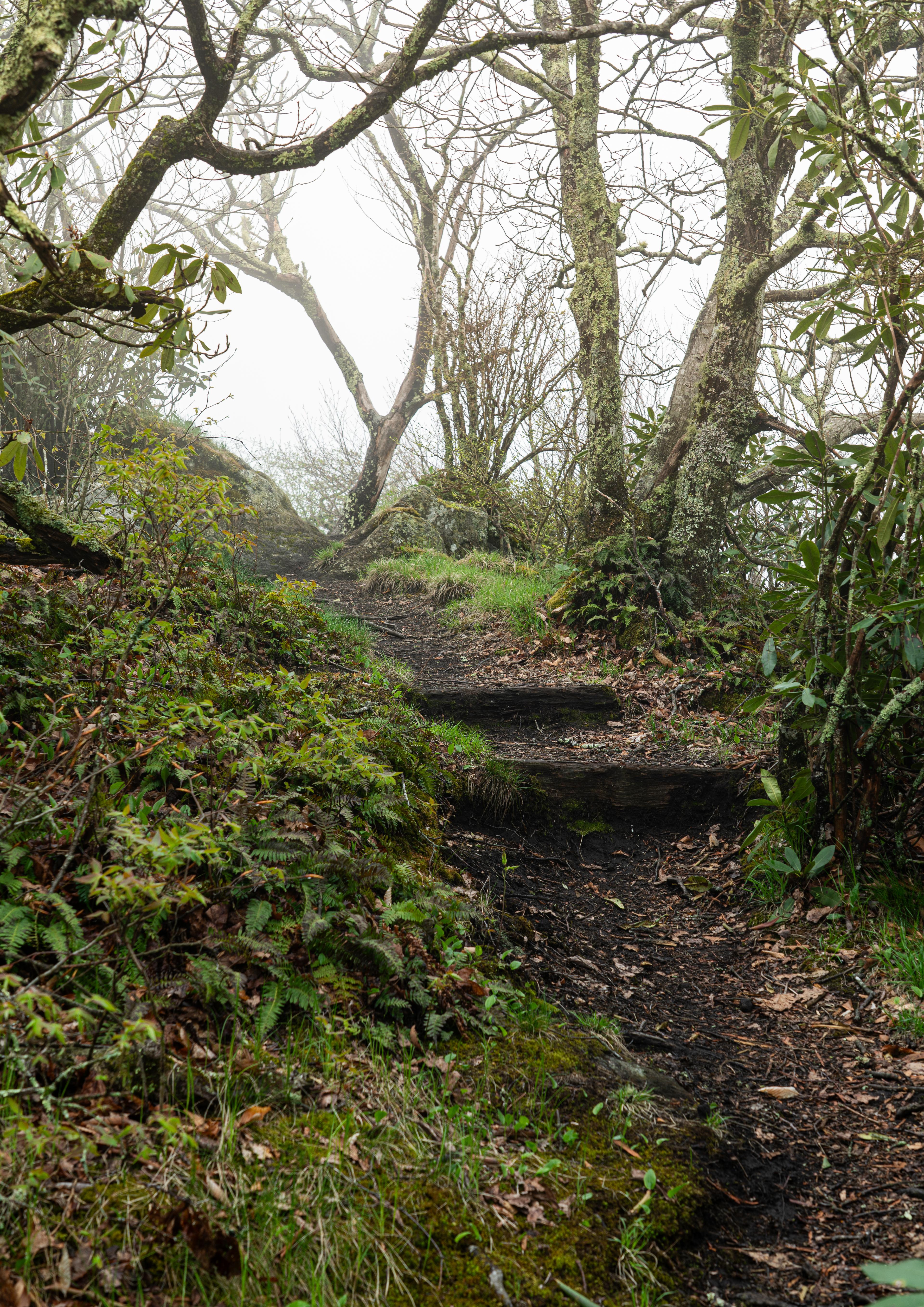 A trail with log steps headed into opaque fog