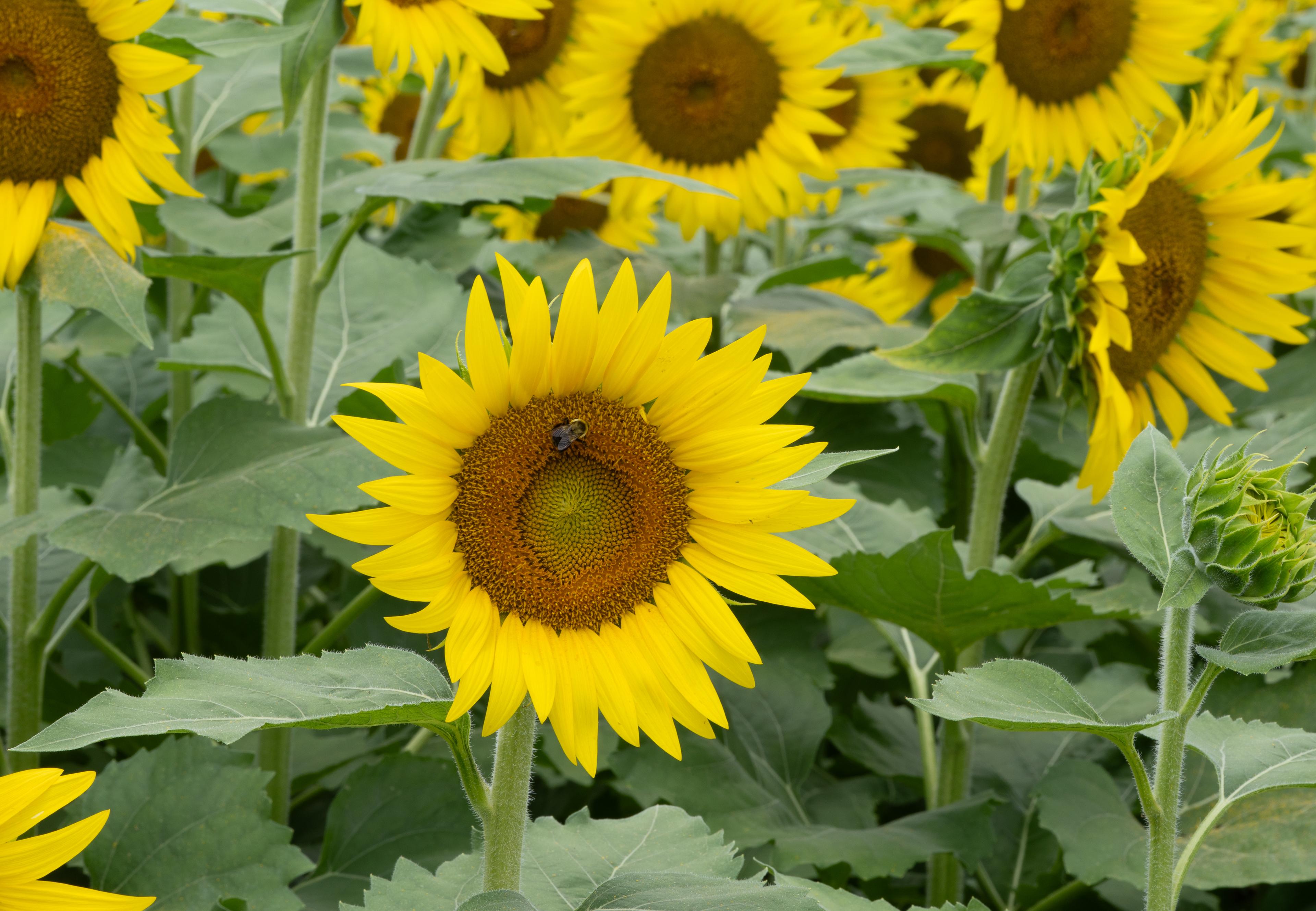 One sunflower in a sea of green and yellow with a bumble bee on the flower