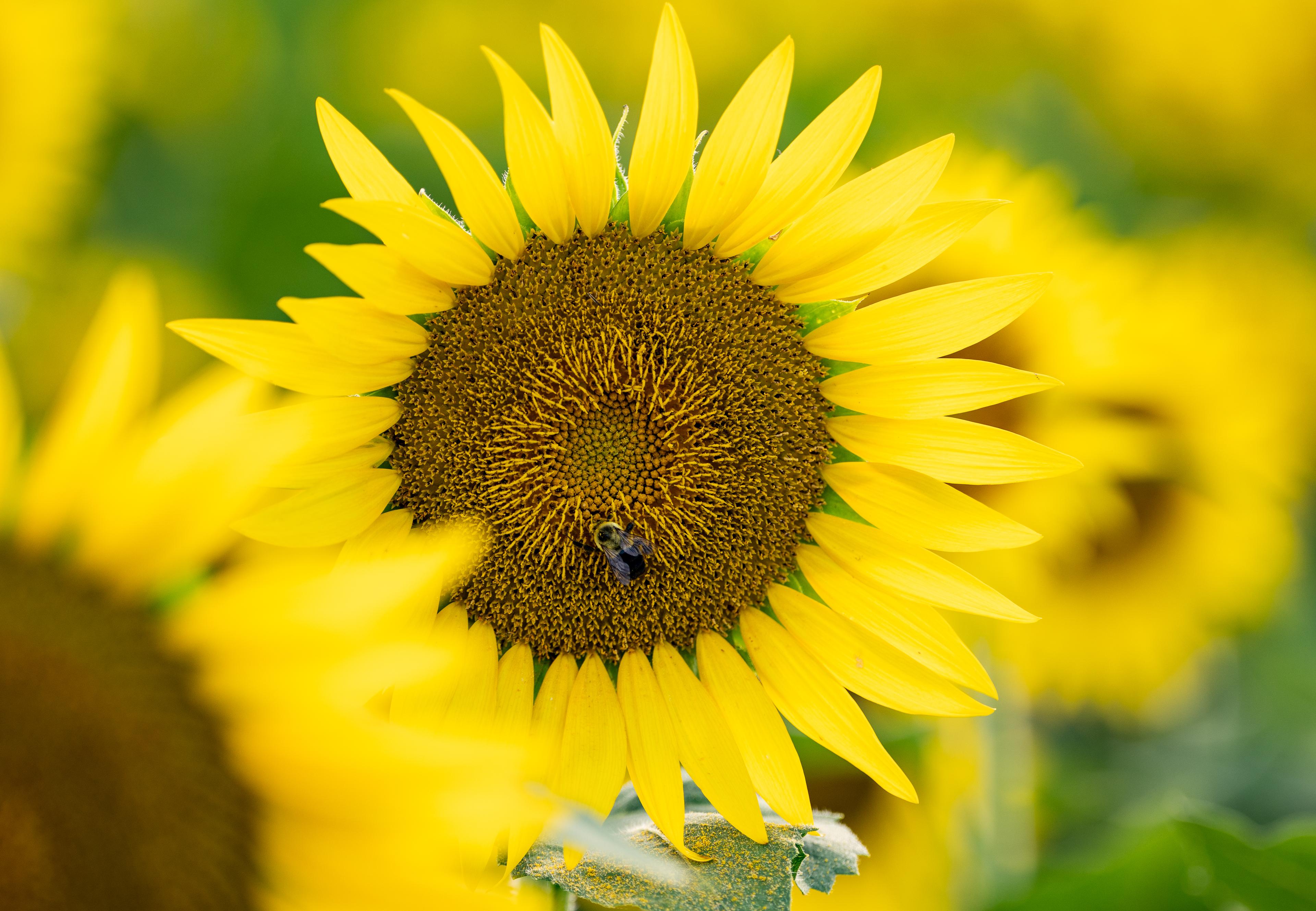 A bumble bee on a sunflower gathering nectar and pollen