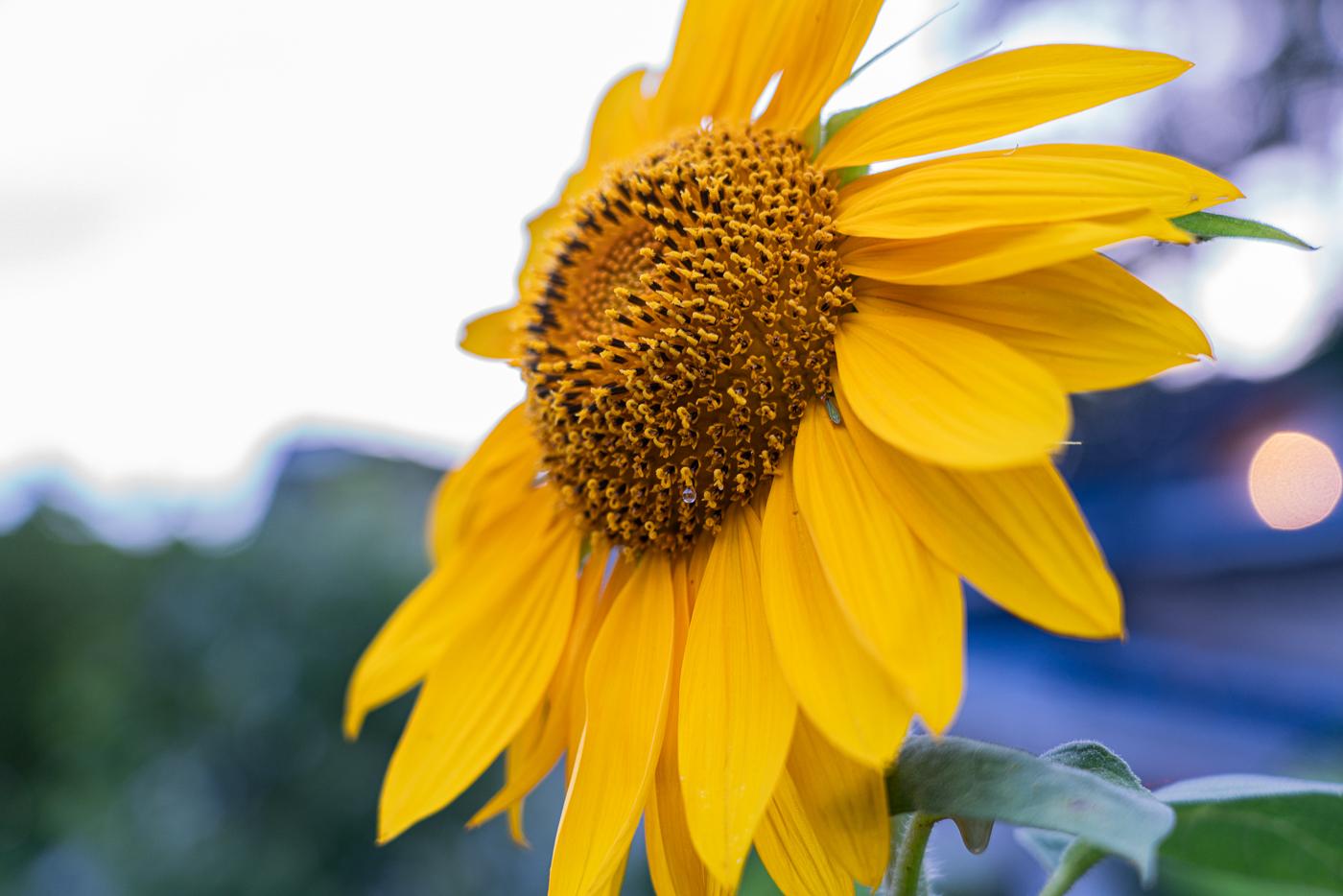 Side view of a golden sunflower at dusk, its textured seed head in sharp focus against a blurred blue evening background with one warm light