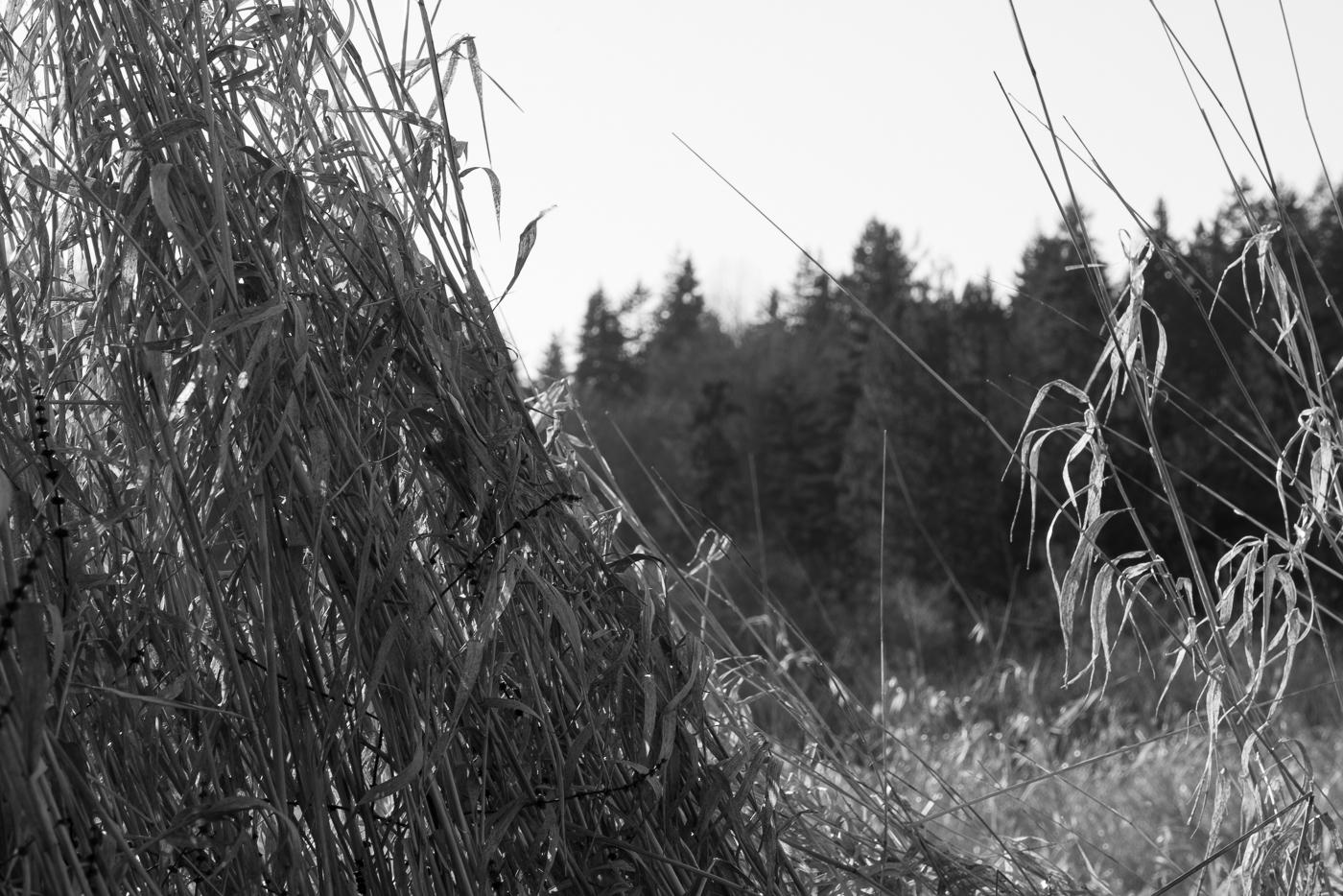Black-and-white photograph of tall dried grasses bent and tangled in a meadow, with a dark line of conifer forest behind