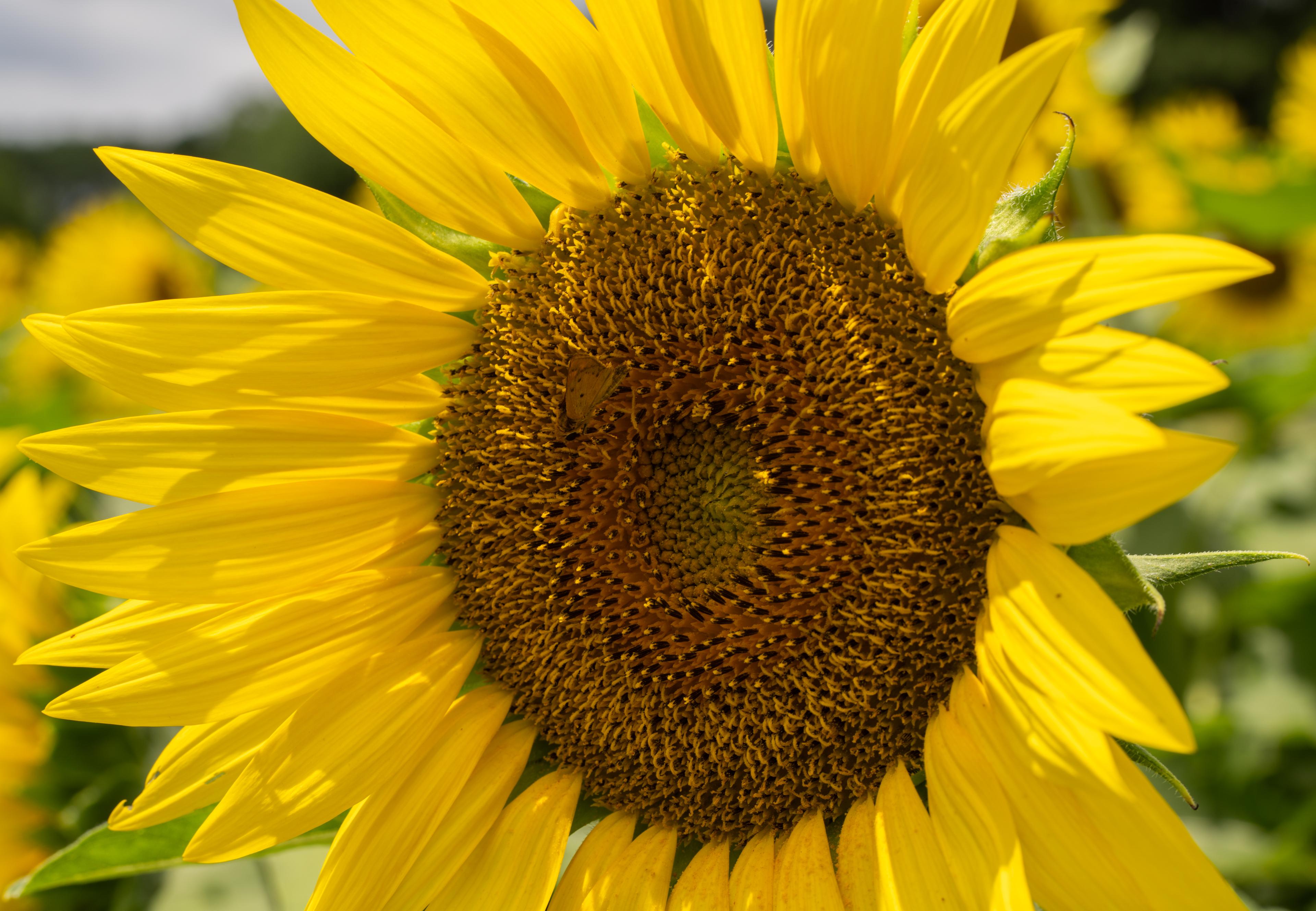 closeup of a sunflower with a butterfly on it gathering nectar