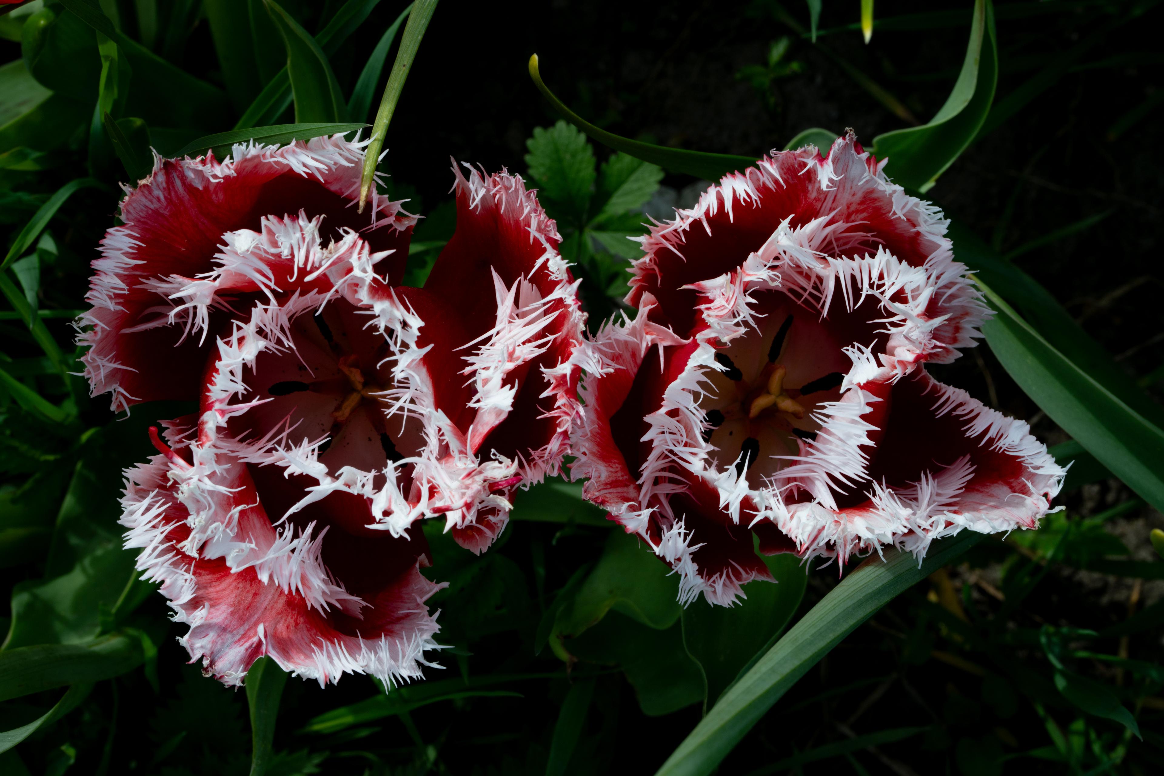 Dark Red Tulips with white fringed edges